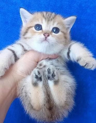 bala pişiklər: Britan, Erkək, Yaxşı əllərə, Ünvandan götürmə — 7