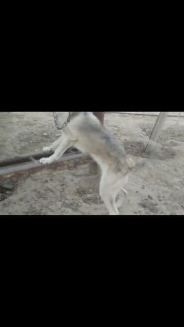 it satısı: Kanqal, 9 ay, Dişi — 4