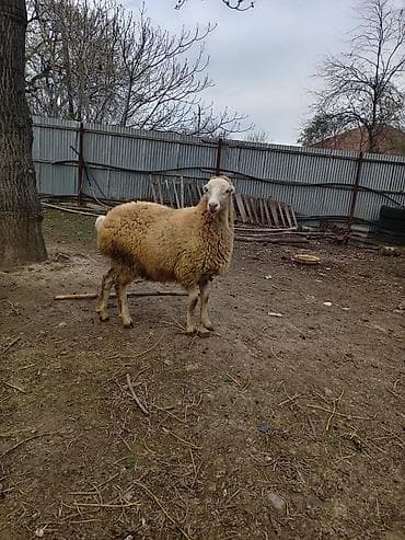 Erkək quzu. İstəyən olsa vidyosuda var super damazlıq heyvandı lalafo.az -da Erkək quzu. İstəyən olsa vidyosuda var super damazlıq heyvandı