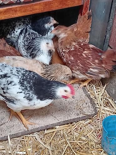 kend colpalari: Toyuq, Damazlıq, Ünvandan götürmə — 2