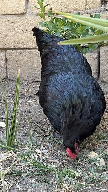 kənd toyuqu: Toyuq, Australorp, Damazlıq — 6