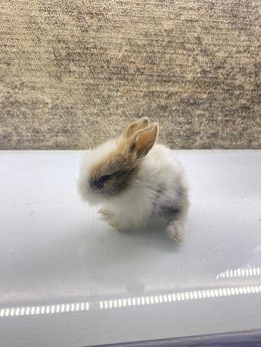 лоток для кошек баку: 6ededdir 2ve daha artıq isteyene endirim olacaqdır — 2