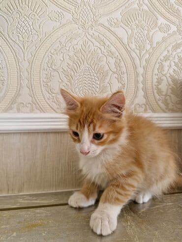 домики для кошек баку: Yaxşı əllərə — 1