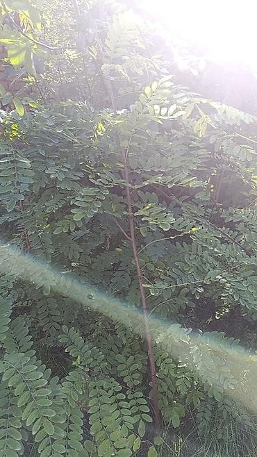 qara it sekilleri: Akasya (ağ akasya) - Bitki növü: Ağ çiçəkli akasya (qara — 5