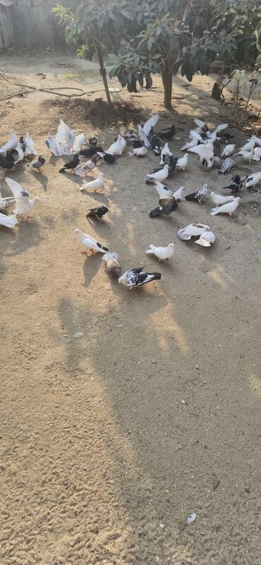 dekarativ goyercinler: Satış: Sayi 50 en coxdu elaqe 0559301068 - Növlər və rənglər — 2