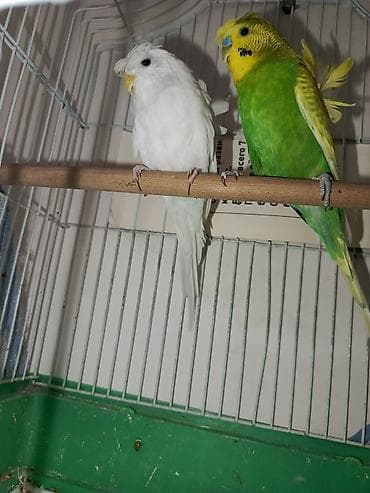 Gəmiricilər: Hazır cüt Japoneslər. Qəfəs qarışıq — 2