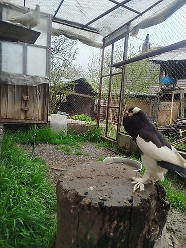 itlerin satisi ve qiymetleri: Cins: Şişin sinəli, tüklü pəncəli göyərçin . super damazliq şişman — 1