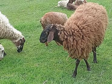 balaca quzu: Qoyun (qəhvəyi yunlu) Qala qoyunu toglu 1nci qarna bogaz - Cins tipi — 5