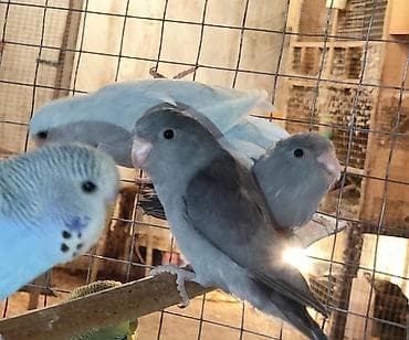 papuqay qefes: Folpus varabinniy papuqay dünyanın ən balaca tutu quşusu ən balaca — 4