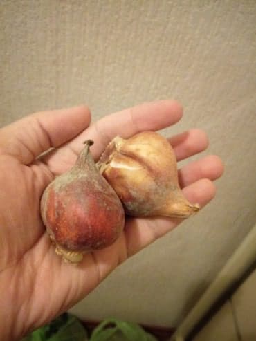 nərgiz gülü satışı: Tülpan (dağ laləsi) gülünün soğanları satılır. Satışda sarı və qırmızı — 2