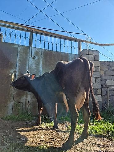 en cox sud veren inekler: 15 litir süd verir 3 qarına doğub 10 gündü doğub balası dişdi — 4