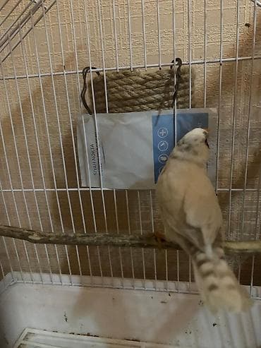 gərəf quşu: Maya amadin 1 defe bala alınıb yuva ilə birlikdə — 1