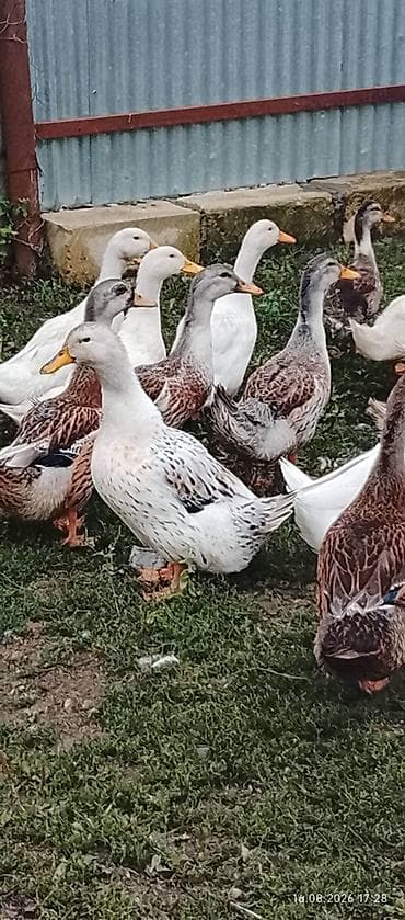 K/t heyvanları və malları: Pekin ördək balaları– qarışıq rəngdə (ağ, boz, qəhvəyi və ləkəli) sürü — 2