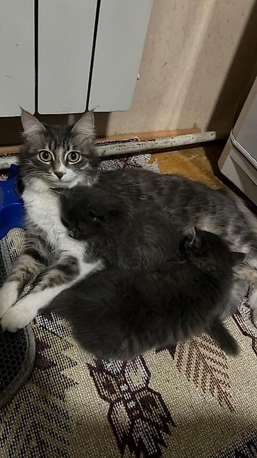 pişiy cinsləri: Yaxşı əllərə — 1