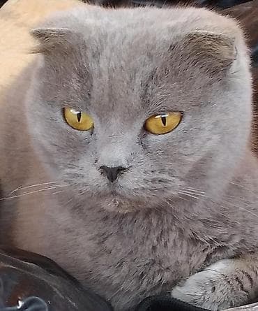 Şotland yastı qulaq, Dişi, Ünvandan götürmə lalafo.az -da Şotland yastı qulaq, Dişi, Ünvandan götürmə