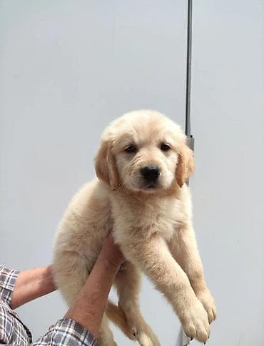 Retriever, 2 ay, Erkek, Peyvəndli, Ünvandan götürmə