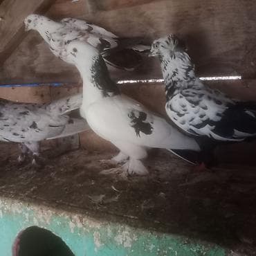 qəfəs quş: 1 eded ebrej maya bir eded qara boyun badam lele maya 2 si birlikde — 7