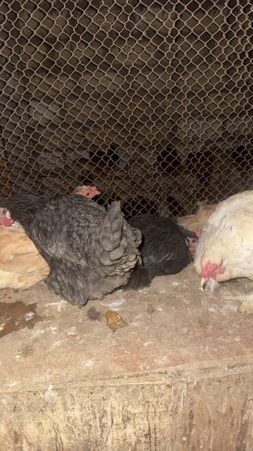 sumqayit toyuq: Məhsul: Qarışıq cins ev toyuqları Təsvir: - Şəkillərdə müxtəlif rəng — 5