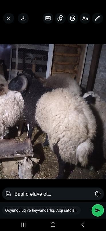 11 aylığ erkey toğlu tərəziynən satılır diri çəki 7.50