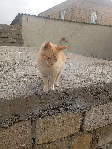 qara pişik adları: Dişi — 3