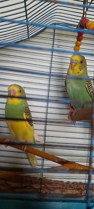 Məhsul: Tutu guşu .Iki aylıq ərkəklər.İri ev gusları. Попугаи 2 самца