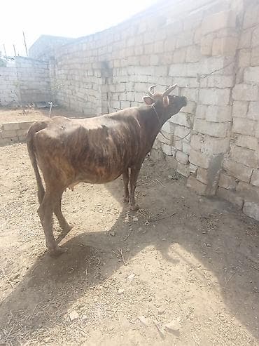simmental inək satılır: Dişi, il: 6, 320 kq, Damazlıq, Ətlik — 5