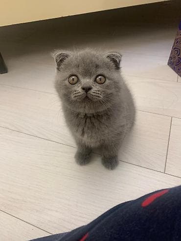 cin bildircin: Britan — 6