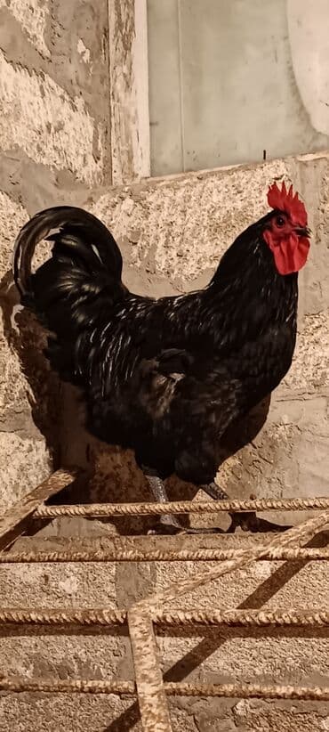 gence xoruz: Salam ❗Təcili satilir❗alman cinsi astrolop temiz qan 6 ayliq aktiv — 3