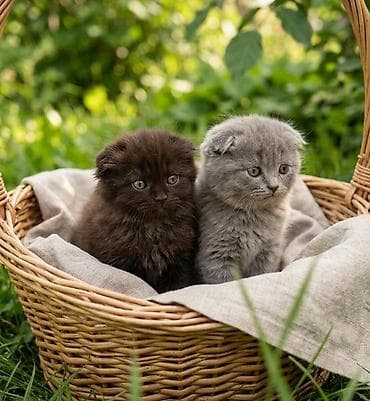 Şotland yastı qulaq