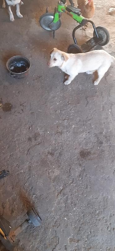 ekskavator satisi kreditle: Uşaq skuterinin gövdəsi və hissələri - Rəng: yaşıl-qara, sapı mavi - — 6