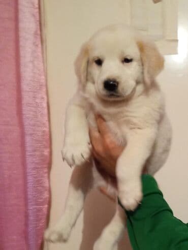 28 gunluk volkadaf satilir tecili erkekdi pul lazimdi ona gore satiram