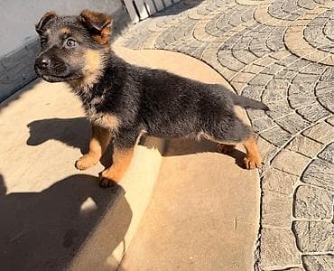 yevropeyski afcarka: Alman çoban iti — 6