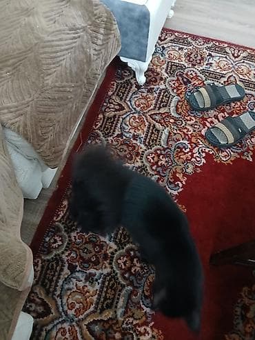 pişik cins: Yaxşı əllərə — 8