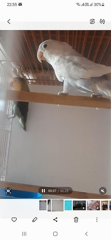 sebzi quşu: Məhsul: Sevgi quşları (Lovebird cütü) Təsvir: - Şəkillərdə iki sevgi — 2