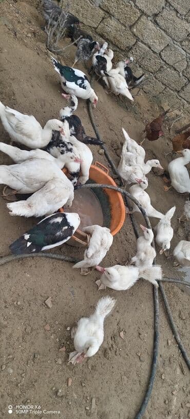 zumrud ordək: Məhsul: Muskovi (Hind) ördəkləri – müxtəlif rənglərdə sürü Təsvir: - — 22