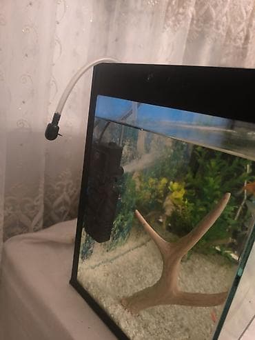 homm bitkisel az: Akvarium 40 sm uzunluğu 21 sm eni 30 sm hündüründə. 1 aydır alınıb — 1