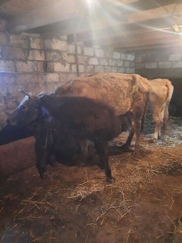 Inəklər, öküzlər: İnək və bala buzov - Ana inək və yanında dişi buzov birgə. - Ana inək — 3