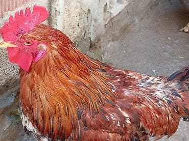 pişik satisi 2020: Salam 9 ayliq xoruzdu tam sağlamdi öz he yetimin heyvandi banliyir — 2