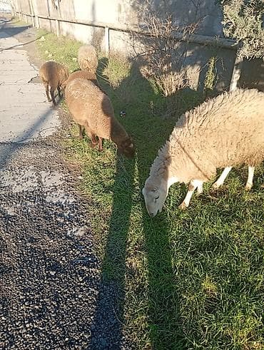 Satılır: qoyunlar (xırdabuynuzlu heyvanlar) - Növ: yerli qoyun cinsi