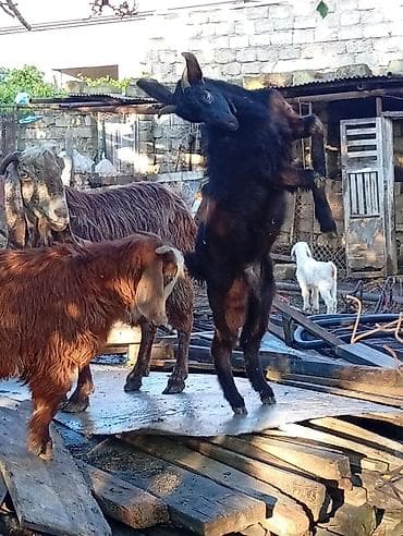 3 ayın kecib erkekdi ana saf qan helebdi atası muruciana