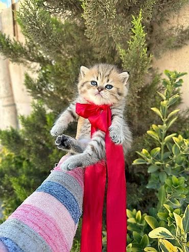 sabuncu heyvan bazari: Britan — 4