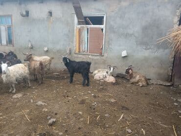 cucə yem qabı: Keçilər satilir — 5