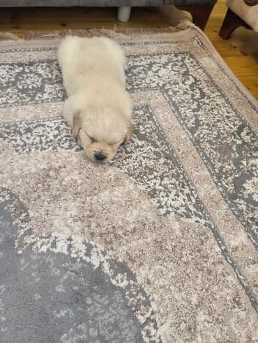 it ucun paltarlar: Retriever, 2 ay, Dişi, Ünvandan götürmə — 1