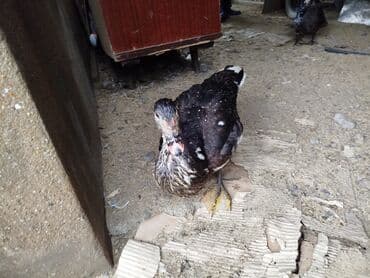 ordək lal: Muscovy (hinduşqa) ördəyi - Növlə tanış: Muscovy/indoutka tipli ev — 1