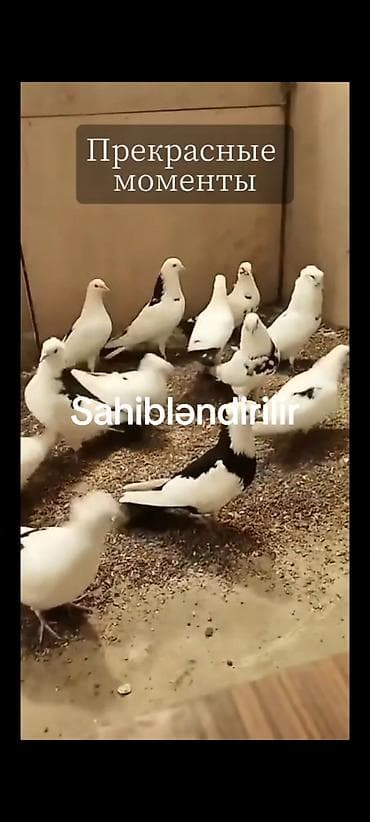 Heyvanlar üçün mallar: Sahibləndirilir: bəzəkli göyərçinlər - Rənglər: ağ, qara-ağ, ləkəli — 5