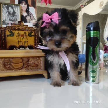 itler bala: Yorkşir teryer — 15