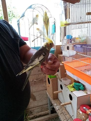 fireng quşu: Korella əl qusu 3 ayliq əldə oynuyur Tam vitaminli qusdu dişidi Real — 2