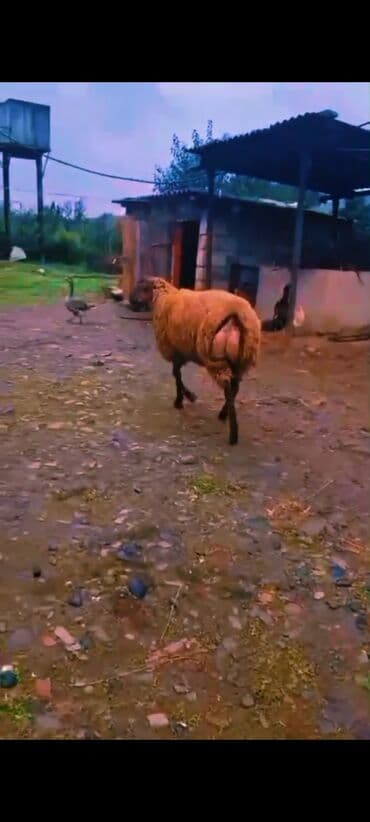 Yemlər: Super damazlıq cavan toğlu 65 kq diri çəkisi cəlilabad da adla — 1