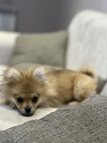 ucuz it: Şpitz — 2