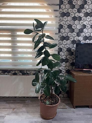 Fikus elastika (rezin ağacı) – iri, parlaq, tünd-yaşıl yarpaqlı